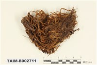 藏品(蔓苔屬)的圖片